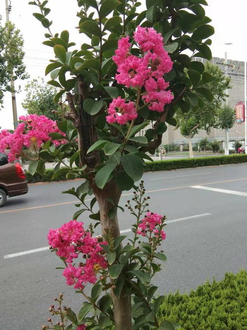 农村庭院和大门两侧,都爱种植一些紫薇树,紫薇树有哪些美好寓意