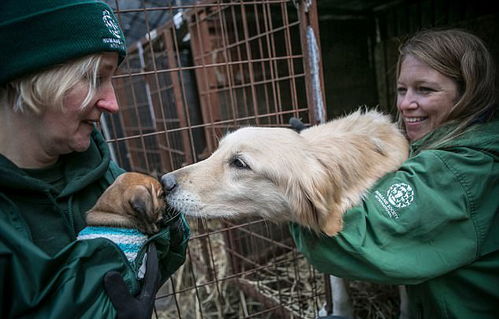 韩国逾170只狗获救免于电刑成补身食物