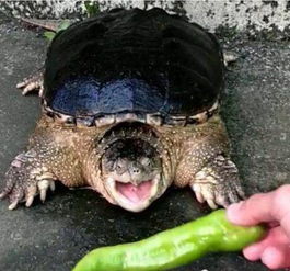 给乌龟吃辣椒会怎样 乌龟这表情绝了 