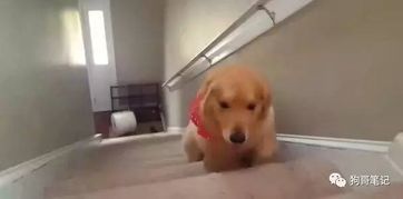 家里的狗狗连爬楼梯都不会,每次上下楼屁股都会疼 