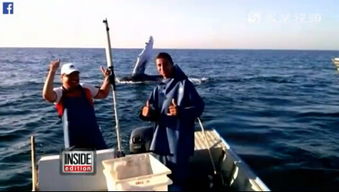 鲸鱼嘴卡垃圾袋获渔民帮忙 追着渔民挥舞双鳍感谢 