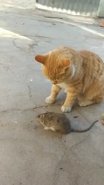 猫咪老鼠都能和谐相处了 这只猫也太懒了吧 