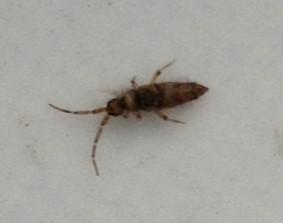 家里忽然出现这种小虫子,我住在香港,请问一下这是什么虫 我要怎么办 