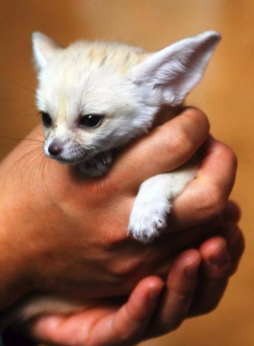 狐狸家族的颜值担当,大耳狐就像是故事中的精灵一般可爱