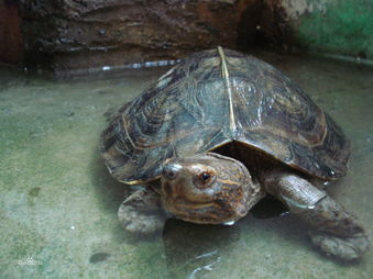 有谁知道亚洲巨龟该如何去饲养吗?最好是正养着的经验!谢谢了？