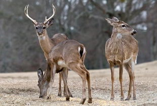 鹿科动物 鹿有哪些品种 鹿代表什么寓意