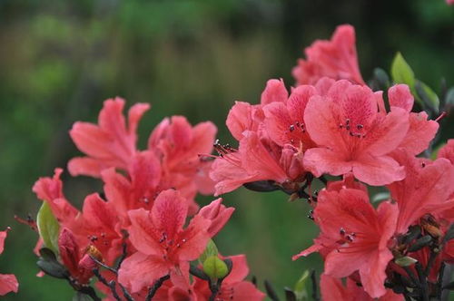 杜鹃花映山红是一种花吗,什么样的杜鹃花形容词优雅？