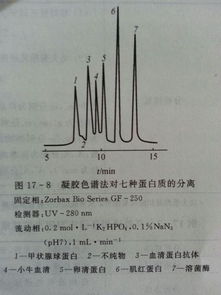 凝胶色谱法分离蛋白质的原理是蛋白质分子质量的大小 为什么不是蛋白质分子的大小呢？？