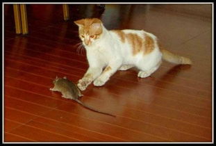 求救家里猫一直在外面抓老鼠回家.怎么办 