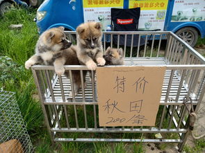 唐山最大狗市,品种多多 一只不贵,包窝优惠 ,小杂狗免费送