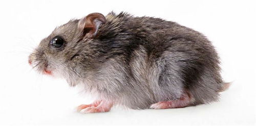 上海灭鼠公司告诉您家庭除鼠有哪些技巧
