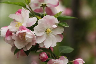最全春花观赏指南 你可知道你看到的是什么花