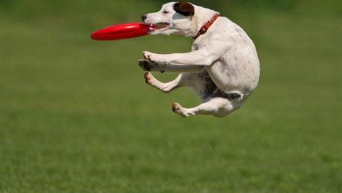 四种跳跃力超强的狗狗,个个都是玩飞盘的一把好手