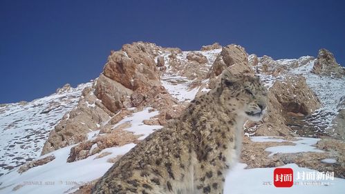 雪山 追豹 女孩 为监测雪豹一天爬3座山 出野外是日常工作