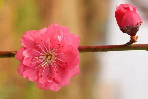 三月桃花朵朵开开 