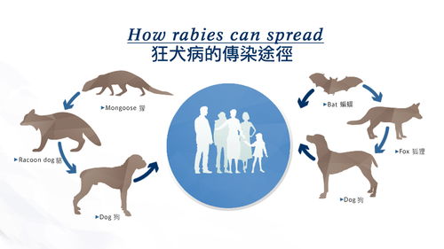 关门打狗是什么生肖