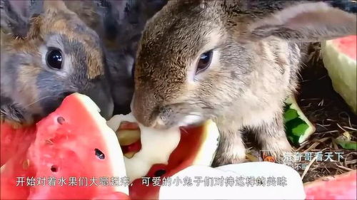 主人给兔子准备水果大餐,兔子一下子就不淡定了,镜头拍下全过程 