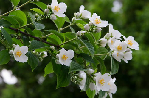 摄影 微距 鲜花 中文名 梅花空木 奇花异草 