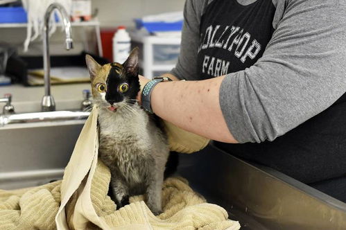 纽约一猫咪收容所失火,97只猫咪被救出,多只猫咪情况危急
