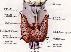 发现身体隐患，从甲状腺开始——全身热成像检查