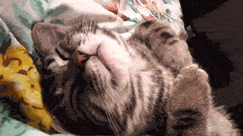 玫斯科普丨猫咪睡着了还抽搐,是神经系统出现问题了吗