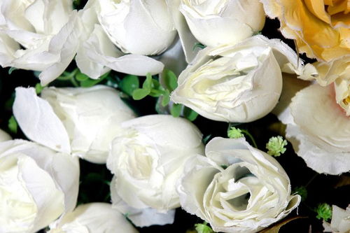 男人送女人白玫瑰是什么意思？