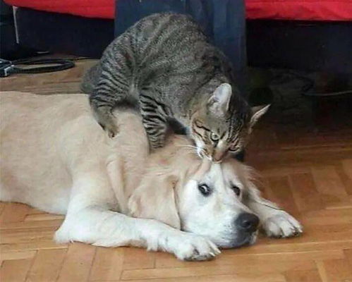 为什么狗很怕猫
