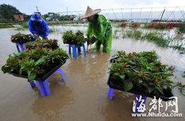 风疏雨骤榕城多处内涝 闽侯部分农田花圃成 泽国 