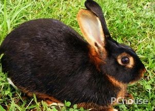 英种小型兔价格 英种小型兔怎么养 英种小型兔产地 家居百科 