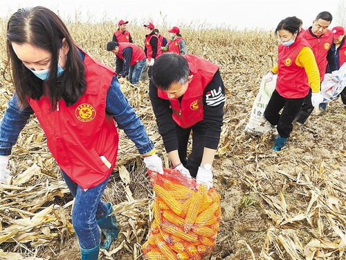 邱县动员各单位党员干部深入各村帮群众秋收