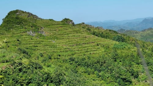 山河风水撵地 罗汉晒肚 高山贵穴,千军万马朝堂,太尊贵了 