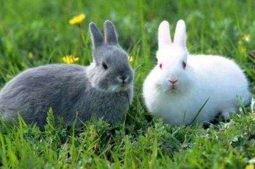小白兔是什么意思,女人的小白兔是什么意思