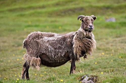 羊羊羊羊 10月1日将有 地动山摇 的大新闻 家有属羊的速看
