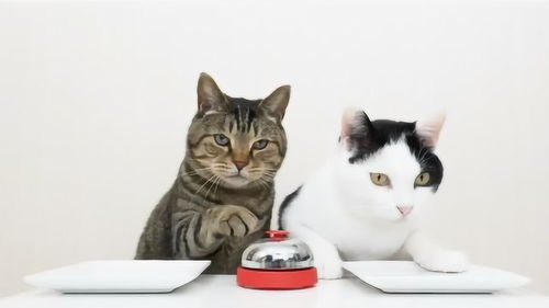 好可爱的两只猫,按铃要食物 