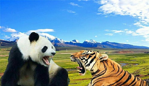 大熊猫的打斗能力是熊科第三 在猫科至少排前三