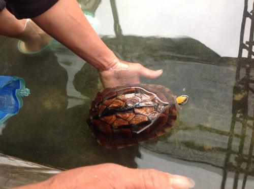 黄头龟可以长期在水里养吗？