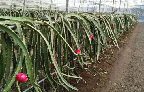 火龙果种植技术，火龙果的种植技术与栽培技术