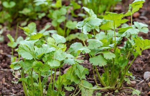 关于香菜的种植,这里有小妙招,让香菜能够更健康的生长