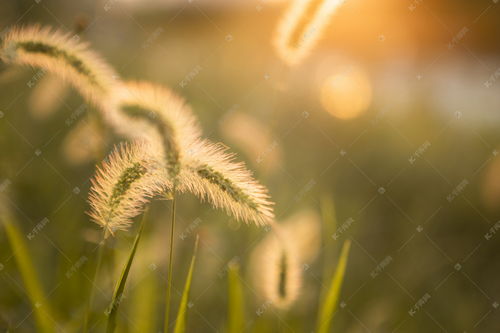 怎么拍好夕阳下的狗尾巴草(拍狗尾巴草发朋友圈的句子)