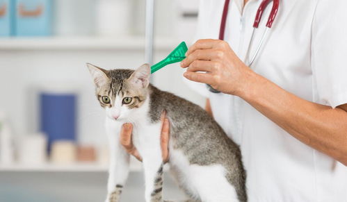 兽医 用这几种方法养猫,既安全又省钱