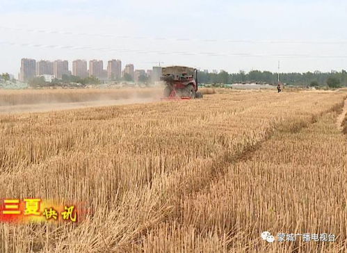你家小麦丰收之后,用这些机械装备,秸秆有去处,农田免耕种......