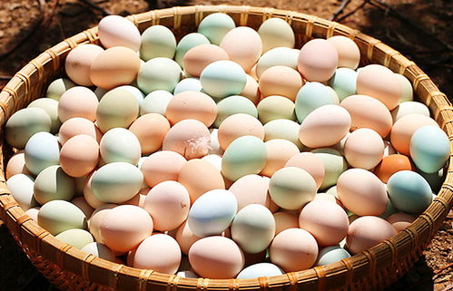 买鸡蛋时,白壳的 黄壳的 绿壳的有什么区别,哪个营养更好