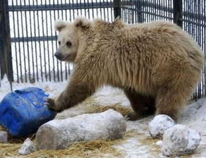 俄罗斯暖冬唤醒冬眠的熊 