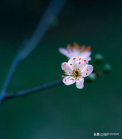 拍花朵的8个摄影技巧,小花也能拍得很漂亮,模仿学习拍摄并不难