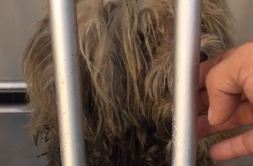 湖南 毛发打结,被嫌脏的流浪狗,被救后大变样 因为它也曾是一只宠物狗