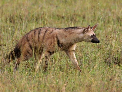 一个人在非洲面对一群鬣狗,是否有生还的希望