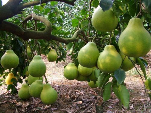 有一种长得很像柚子的水果叫什么 