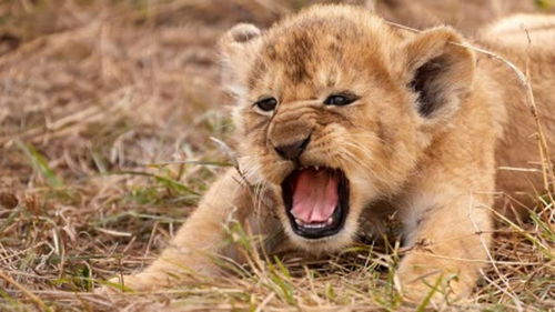 小狮子龇牙咧嘴,奶凶奶凶的,太可爱了 
