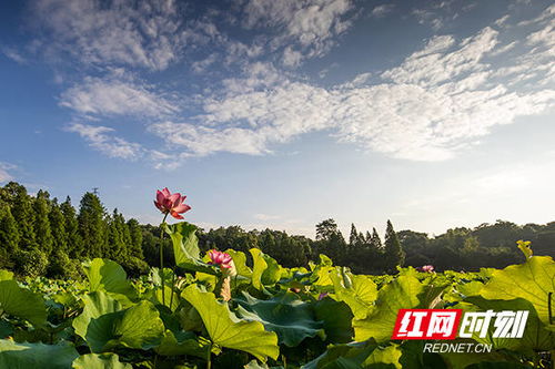 夏日南湖 赠尔一池 荷 一步一景 一叶一梦