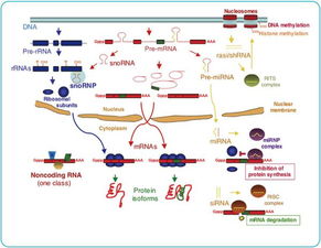 如何分析microrna上游调控lncrna及下游靶基因